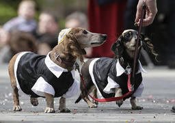 Russia Dachshund Parade