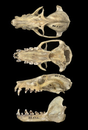 Pteropus livingstonii, Comoro black flying fox