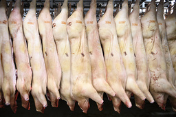 Ekogrisar på KLS Ugglarp i Skåne. Knäckfrågan för svenska bönder är att Sverige inte har ett handelsavtal med Kina när det gäller griskött, medan länder som Danmark och Tyskland har det.