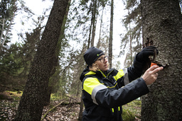 Kerstin Ström, skogskonsulent, visar angrepp av granbarkborrar på en granstam. Hon arbetar med Skogsstyrelsens projekt 'Stoppa borrarna'.