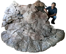 För inte så länge sedan hittade forskarna, däribland paleontologen Rodolfo Sánchez från Venezuela, ett fossil av denna art vars skal var närmare tre meter långt.