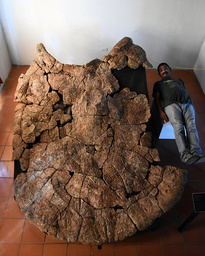 Fossilet hittades i åtta miljoner år gamla avlagringar i Venezuela. På bilden jämför sig den venezuelanske paleontologen Rodolfo Sánchez med sköldpaddans ryggsköld.
