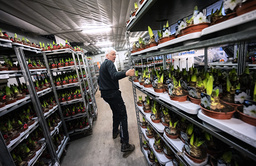 Lars Arvidsson mellan röda och vita amaryllis klara för leverans på K G Hanssons Handelsträdgårdar i skånska Billeberga.