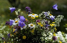 Ängsblommorna bryr sig inte om prisläget. Arkivbild.