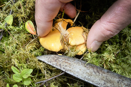 Det har funnits gott om kantareller, men på grund av torka ser det mer dystert ut framöver.. Arkivbild.