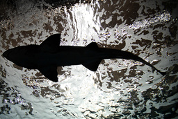 En haj i ett marinakvarium i Grekland. Arkivbild