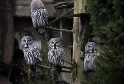 Two barn owls have fled their enclosure on Skansen. Archive image.
