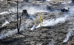Efter varje ny skogsbrand kommer en period när den nedbrunna skogen står för ett nettoutsläpp av kol, i stället för att lagra kol. Det är dessa perioder som riskerar att bli längre. Arkivbild.
