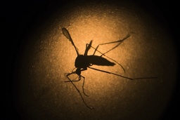 Gulafebernmyggan kan bära med sig olika virus som chikungunya och zika. Arkivbild.