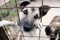 Länsstyrelsen såg det nödvändigt att omhänderta hundarna omedelbart. Hunden på bilden är inte en av hundarna i texten. Arkivbild.