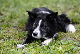 En försvunnen bordercollie, en hundras som den på bilden, hittades i Norge efter sju år. Arkivbild.