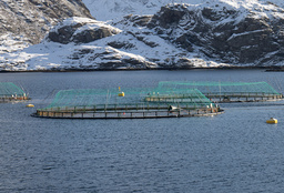 En fiskodling i norska Lofoten. Arkivbild.