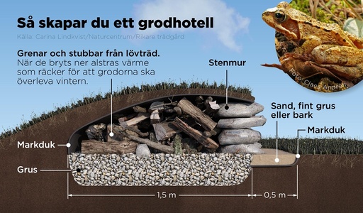 En håla med grenar och stubbar som när de bryts ner alstrar värme räcker för att grodorna ska överleva årets kalla månader.