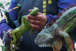 Jägare i Pingtung i södra Taiwan håller upp infångade leguaner. Stillbild från en video.