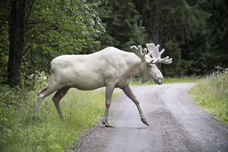 En vit älg i Gunnarskog i Värmland 2017. Vita älgar har en genetisk variation som kallas leucism. En studie visar att den genetiska mångfalden minskar i världen.