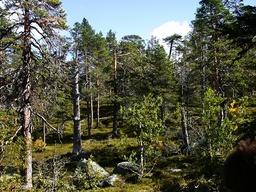 Skyddet för de svenska skogarna är inte tillräckligt i Miljömålsberedningens förslag, anser miljöorganisationerna. Arkivbild.