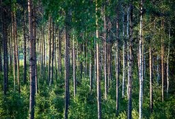 Skog med tall och björk. Arkivbild.