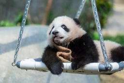 Pandaungen 'Lillebror' poserar på en gunga på anläggningen Ocean Park i Hongkong.