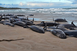 Omkring 150 så kallade falska späckhuggare, ett slags delfiner, har strandat på en avlägsen plats på ön Tasmanien i Australien.