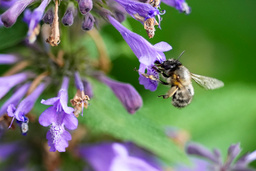 I det paket som klubbades under det extrainsatta COP16 för biologisk mångfald ingår riktlinjer för vad länderna ska rapportera i arbetet med att skydda naturen. Arkivbild.