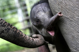 En annan elefantkalv av underarten sumatraelefant. Arkivbild.