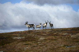 Rekordmånga renkalvar har dött efter att snön kom sent i fjällen i vinter. Arkivbild.