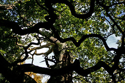 En ståtlig ek i den berömda Sherwoodskogen, där Robin Hood enligt legenden hade sin hemvist.