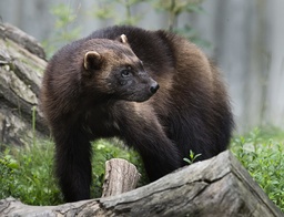 Tre järvungar har fötts på Kolmården. Arkivbild.