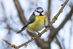 Blåmessjuka drabbar främst blåmesar. Arkivbild.