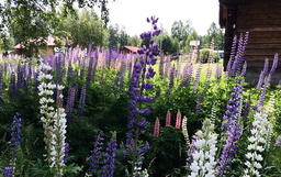 Lupinen sprider sig redan kraftigt på flera håll i landet, bland annat i Dalarna. Arkivbild.