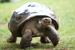 Sköldpaddorna, här en jättesköldpadda från Galapagosöarna, har länge förbryllat forskarna. Deras härkomst har varit något av ett mysterium. Arkivbild.