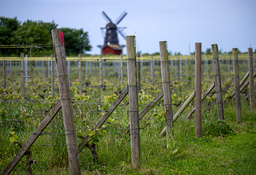 Svenska vingårdar blir fler och intresset för svenskt vin ökar. Ett forskningsprojekt undersöker nu hur svenska vingårdar kan bli en attraktiv vindestination. Arkivbild.