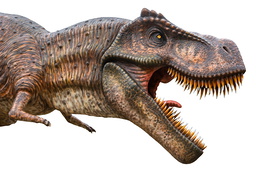 Tyrannosaurus rex hade ett massivt huvud med enormt kraftfulla käkar – anpassningar för att kunna övermanna stora bytesdjur. Men armarna var ynkligt små.