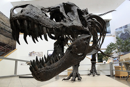 Flera mer eller mindre intakta fossil av Tyrannosaurus rex har hittats i Nordamerika. På bilden en modell av ett av dessa fossil, som förevisas i New Mexico Museum of Natural History and Science.