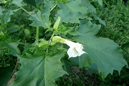 Spikklubbans frön, blad och blommor innehåller det giftiga ämnet atropin. Arkivbild.